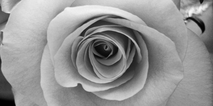 3431x2641 Black And White Roses Wallpapers