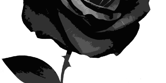 901x1200 HD Black And White Rose Wallpaper - Black Rose With No Background