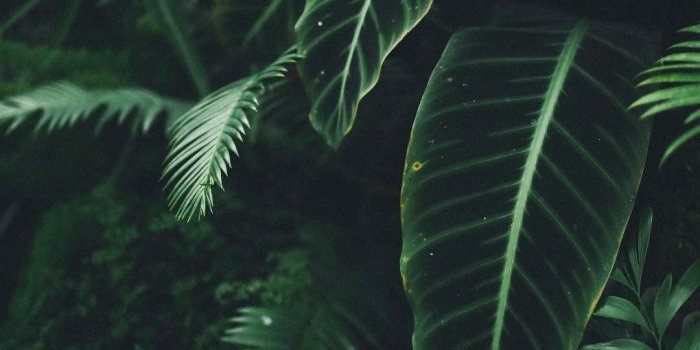 1080x1349 Nature Aesthetic, Dark Green Aesthetic, Aesthetic Plants, - Green