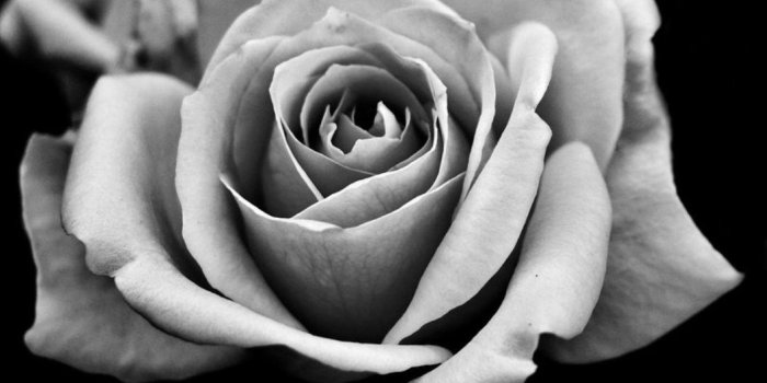 1056x977 Flower: Faded Rose Nature Black White Flower Wallpaper Pictures for