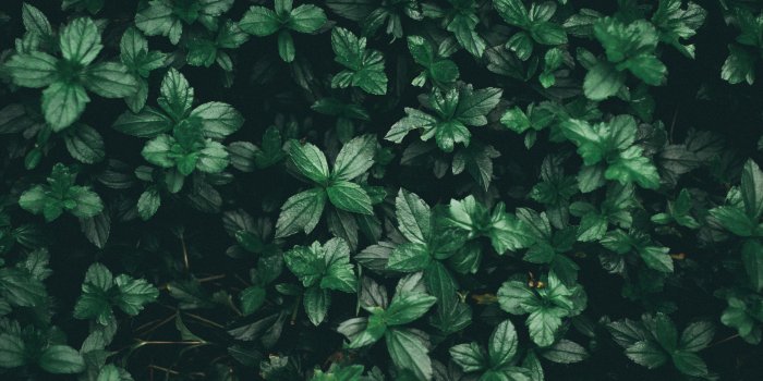 6000x4000 Plant Aesthetic Laptop Wallpapers - Top Free Plant Aesthetic Laptop