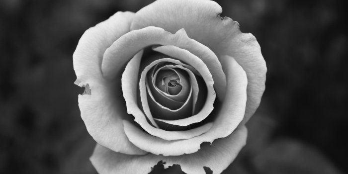 4272x2848 Black And White Rose Wallpaper For Walls | simplexpict1st.org