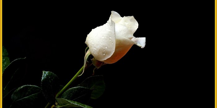 2610x1650 Black and White Rose Wallpapers (62+ background pictures)