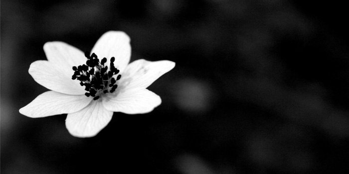 1920x1080 Black And White Rose Wallpaper - (44+ images)