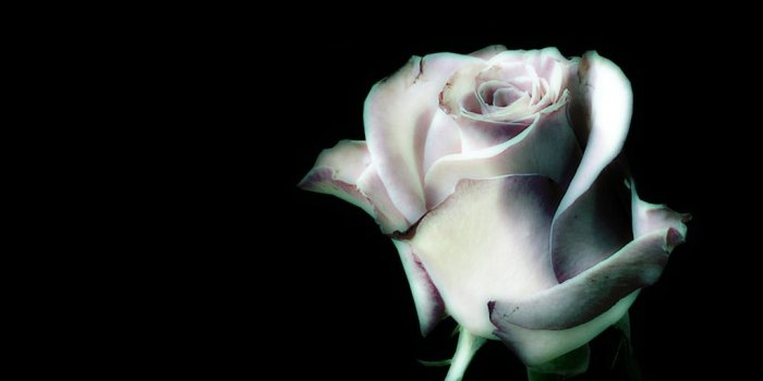 1024x768 Beautiful Download Black And White Rose Wallpaper [1024X768] | 77+