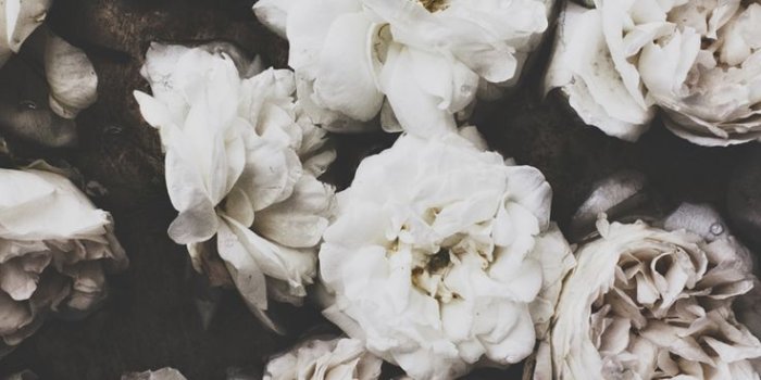 736x1104 Black And White Roses Wallpaper (92+ images in Collection) Page 1