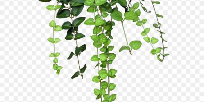 900x1040 Aesthetic Tumblr Backgrounds Flowers