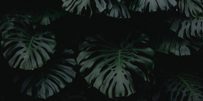 1280x720 leaf, green, dark, plant wallpapers | Wallpaper in 2019 | Plant