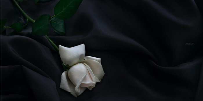1366x1024 White Rose Black Wallpaper Elegant Images HD F #10598 Wallpaper