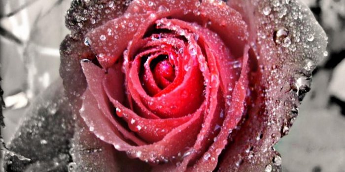 1280x1024 10 Latest Black And White Rose Wallpaper FULL HD 1920×1080 For PC