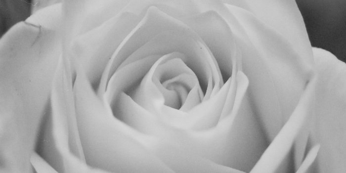 1059x923 Flowers: Ilford White Black Bloom Rose Flower Wallpapers For