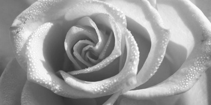 1307x900 Free Black And White Roses, Download Free Clip Art, Free Clip Art on