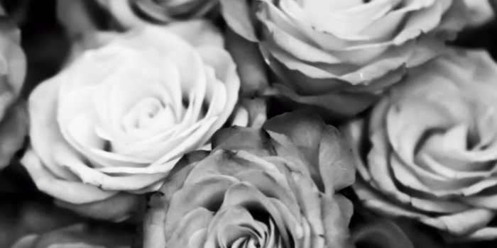 2048x2048 Black and white rose wallpaper Gallery