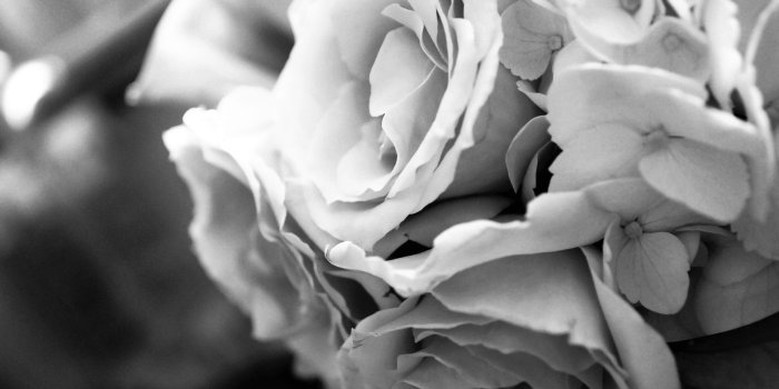 1936x1296 Black And White Flowers Wallpaper Hd - Black And White Rose Flower