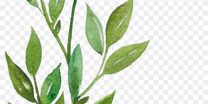 840x1534 H916 Watercolor Leaves, Watercolor Art, Plant Aesthetic, - Gambar