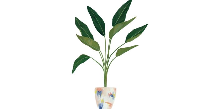 1856x1151 35+ Whimsical Plant Desktop Wallpapers - Download at WallpaperBro