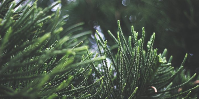 5184x3456 Plant Aesthetic Desktop Wallpaper