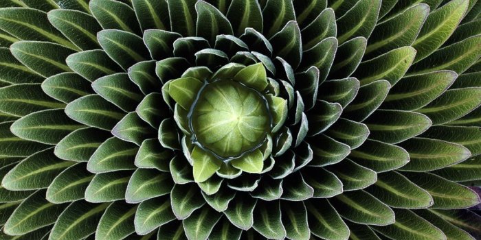 1024x768 Plant Wall Paper - Ronniebrownlifesystems