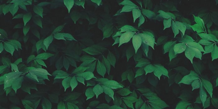 1920x1080 General 1920x1080 nature solo plants leaves green | desktop