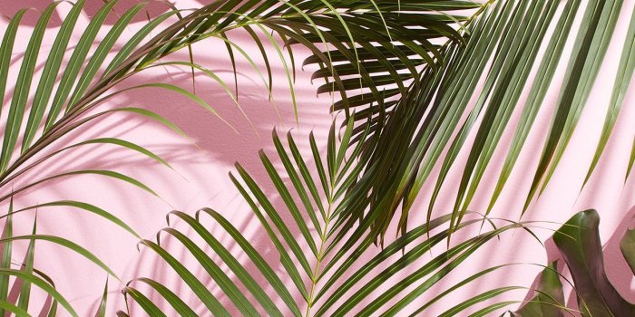 1242x2208 Aesthetic Wallpaper Laptop Plants - Ala Model Kini