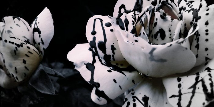 1366x768 Black & White Rose Wallpapers - 1366x768 - 257462
