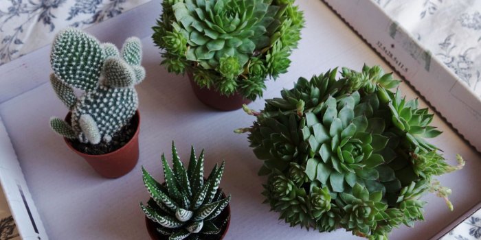 1280x902 99 images about plant aesthetic