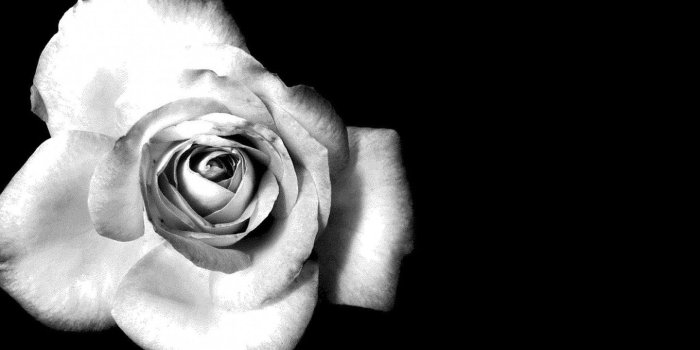 1440x900 Black and White Flowers wallpaper | 1440x900 | #51484