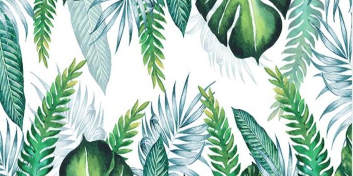 1000x800 Tropical Plant Wallpaper | (53++ Wallpapers)