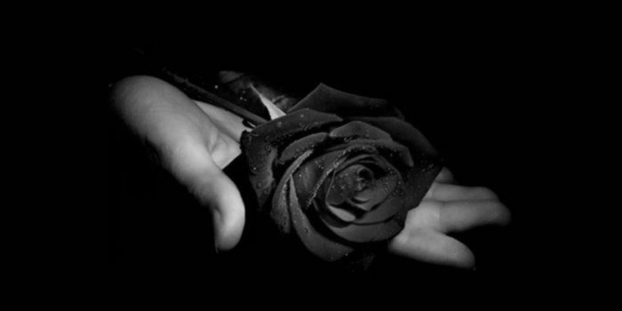 1600x1200 Black Rose Wallpapers - Top Free Black Rose Backgrounds