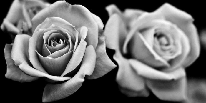 1920x1080 Free download Black And White Rose Wallpaper [1920x1200] for your