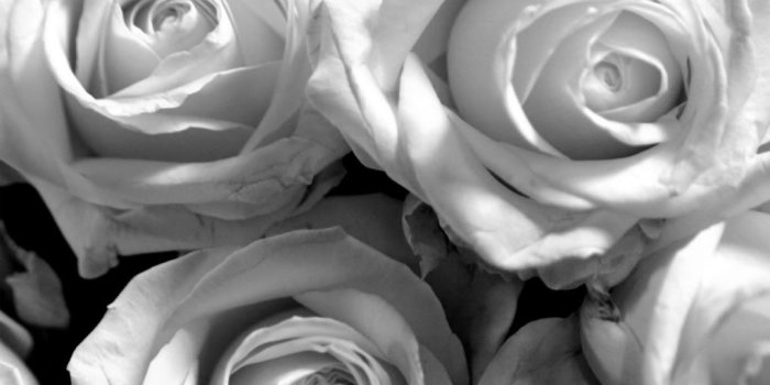1024x772 Black and white roses wallpaper Gallery
