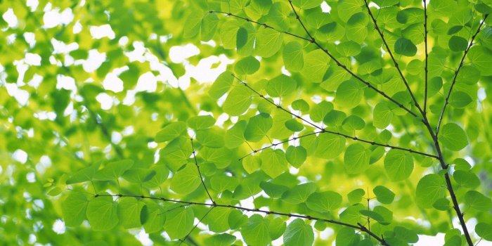 1280x804 Plant Aesthetic Desktop Wallpaper