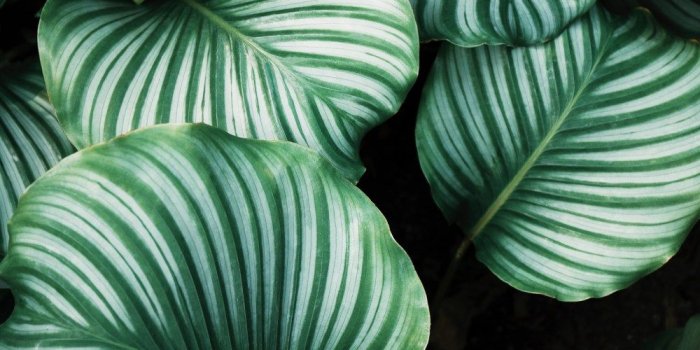 1000x1500 Aesthetic Iphone Wallpaper Plants | Unixpaint