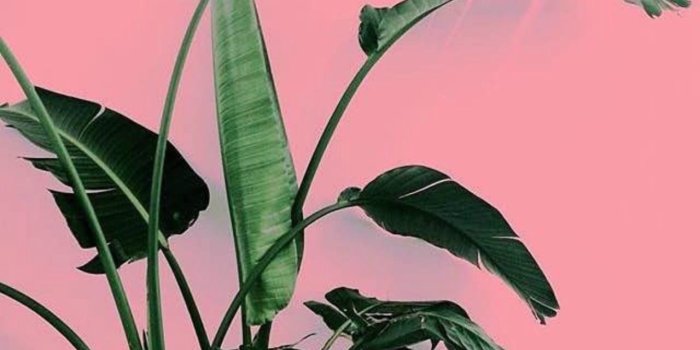 1280x800 Www 3d Flower Wallpaper Com Common Yellow Flowers 13 Hd Wallpaper