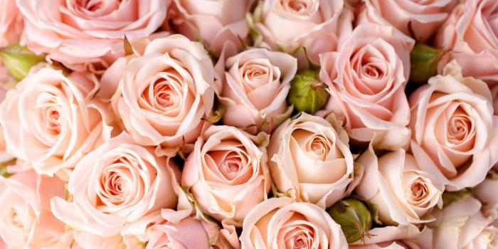 3840x2160 66+ Pink Rose Wallpapers on WallpaperPlay