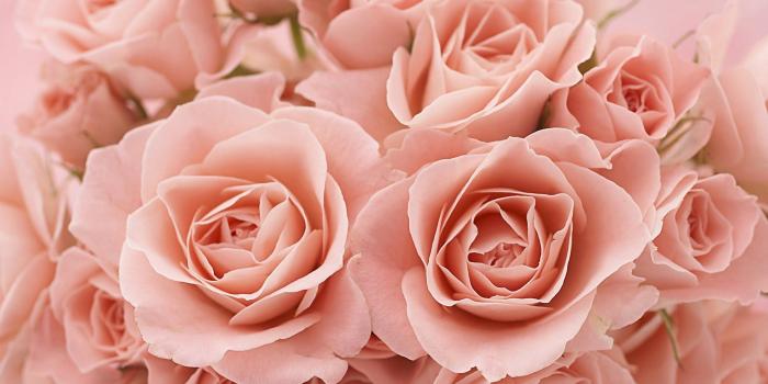 1920x1080 Light Pink Roses Background Tumblr Light pink roses tumblr