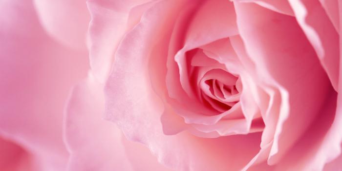 3504x2336 Pink Rose Backgrounds