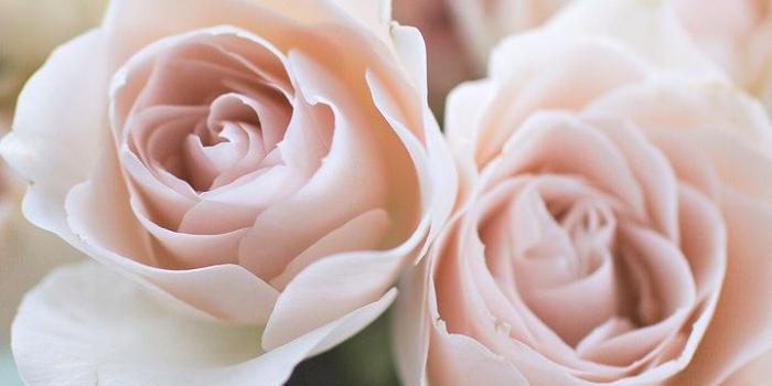 720x1280 40+ Pale Pink Flowers Wallpapers - Download at WallpaperBro