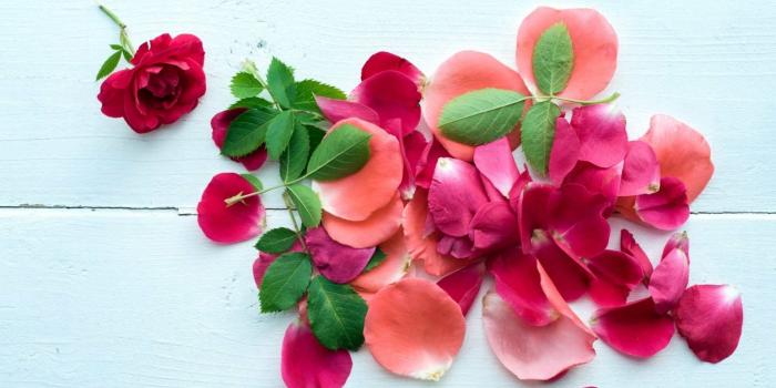 1920x1080 16 Free Online Rose Wallpapers