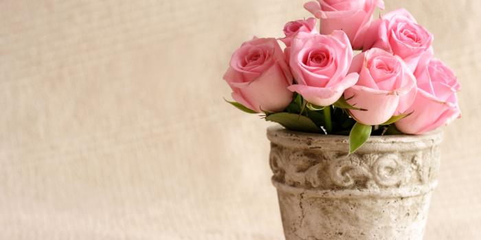 5120x3200 Pale Pink Rose Wallpaper PC #R289I3X | Wallperio.com™