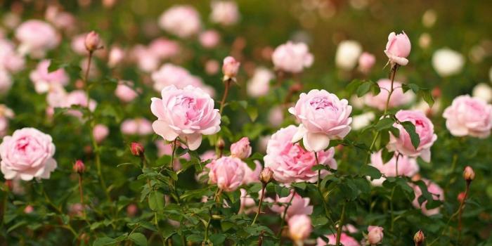 2560x1600 Pale pink roses wallpapers | Freshwallpapers