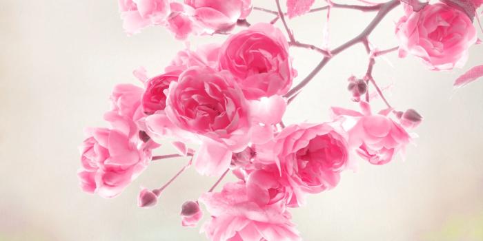 1920x1200 65+ Pink Roses Wallpapers - Download at WallpaperBro
