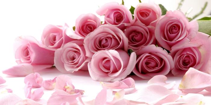 1920x1200 Pink roses HD Wallpaper
