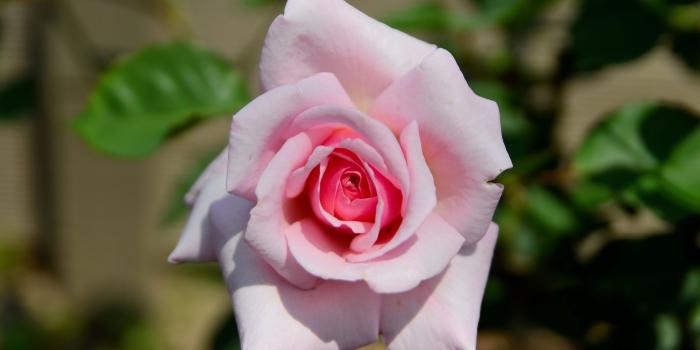 1920x1200 Pale pink rose blossomed wallpaper - Flower wallpapers - #43708