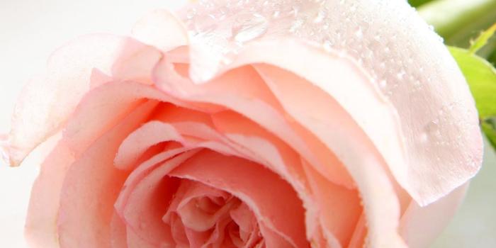 1280x1024 Pale Pink Rose wallpaper | 1280x1024 | #28176