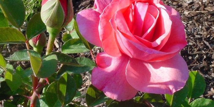 1024x768 Light Pink Roses Wallpaper - (60+) Group Wallpapers