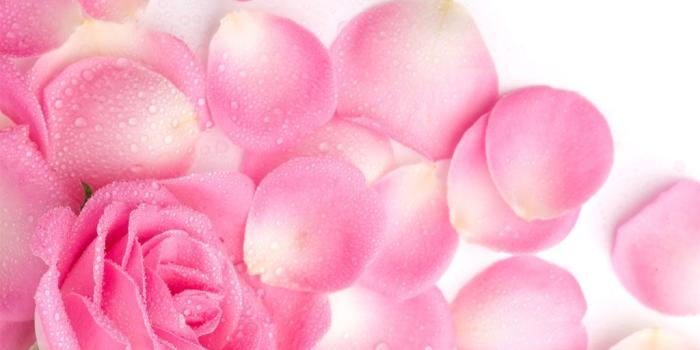 1024x768 0 Light Pink Roses Wallpaper Pale Pink Rose Wallpaper - Falling Pink