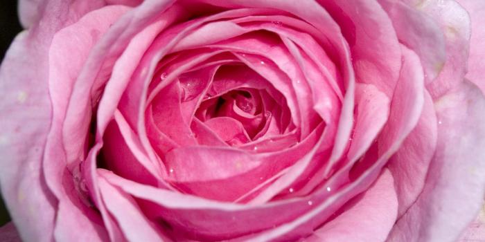 1600x1000 Pink Rose Wallpaper - Wallpapers Browse