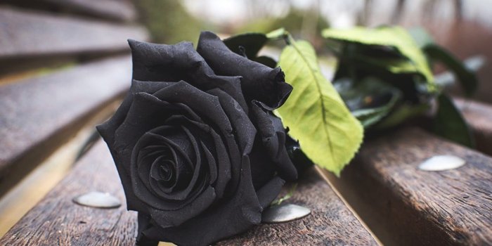 1280x853 Black rose flower, rose, black, bench, nature HD wallpaper