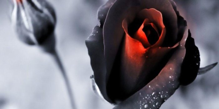 1024x768 Black Rose Wallpapers